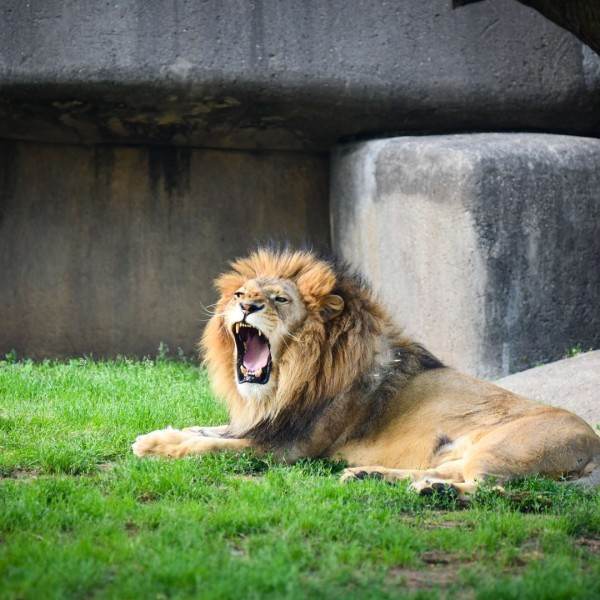 Week 7- Zoo Theme